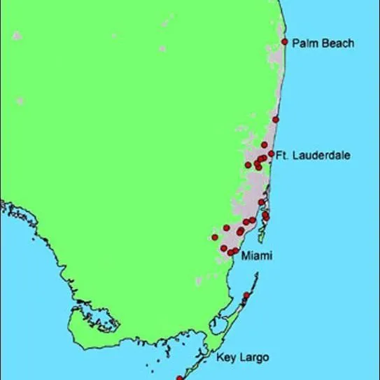 thumbnail for publication: Cuban Subterranean Termite (proposed), Florida Dampwood Termite (old unofficial name), Prorhinotermes simplex (Hagen) (Insecta: Blattodea: Rhinotermitidae)